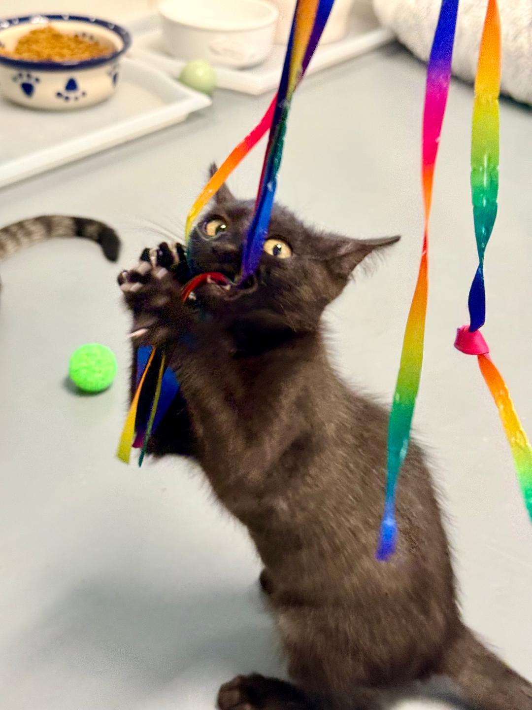 Charlie, an adoptable Domestic Short Hair in Winter Haven, FL image 4/5