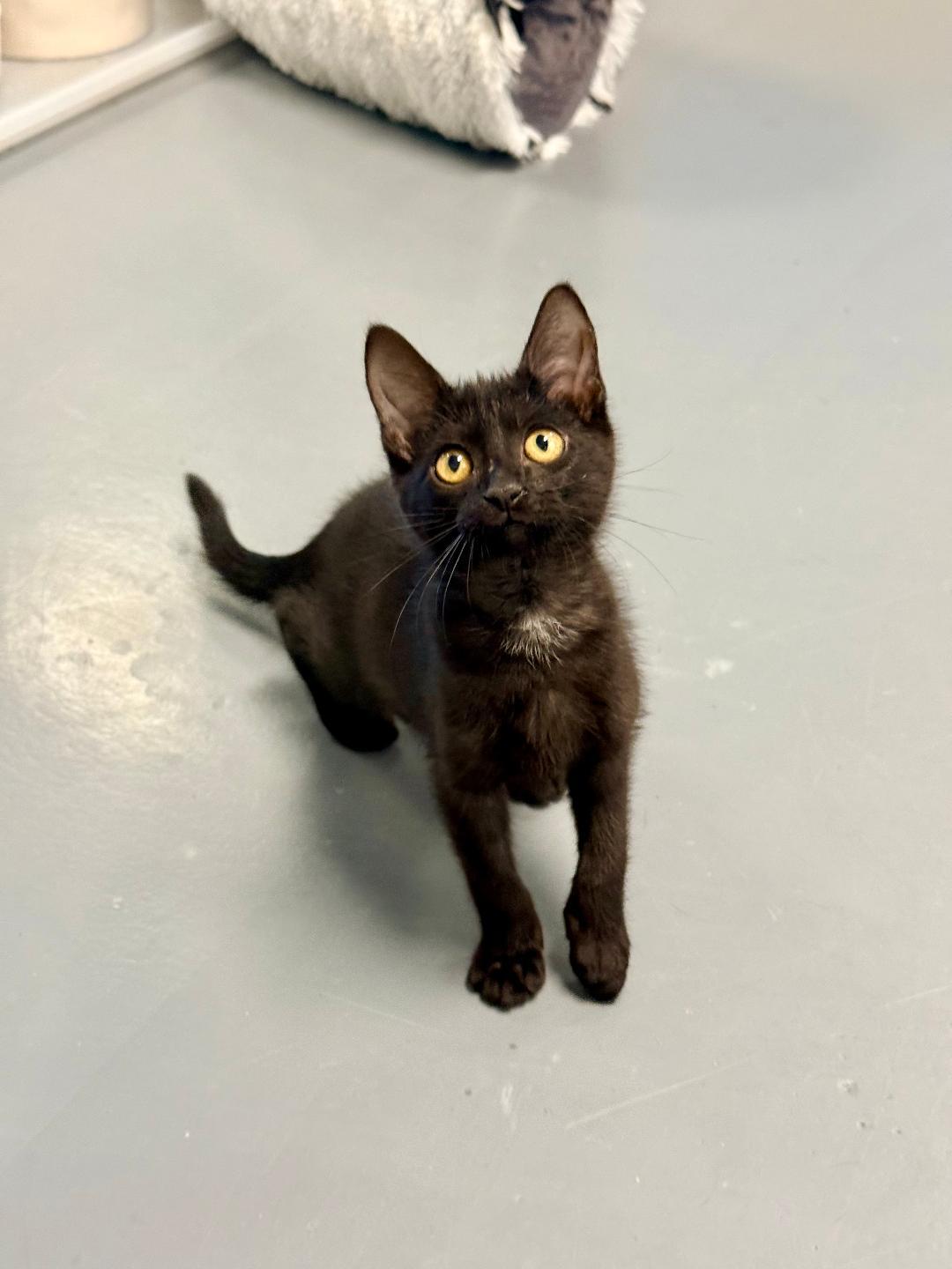 Charlie, an adoptable Domestic Short Hair in Winter Haven, FL image 3/5