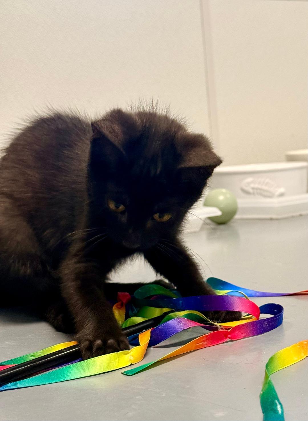 Charlie, an adoptable Domestic Short Hair in Winter Haven, FL image 5/5
