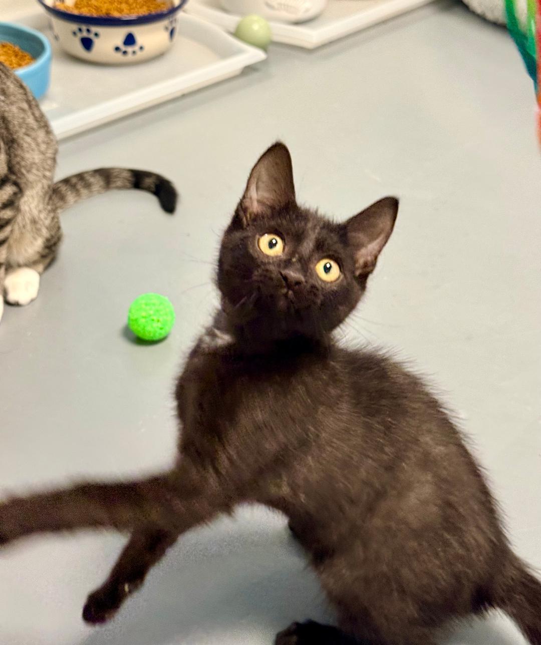 Charlie, an adoptable Domestic Short Hair in Winter Haven, FL image 2/5