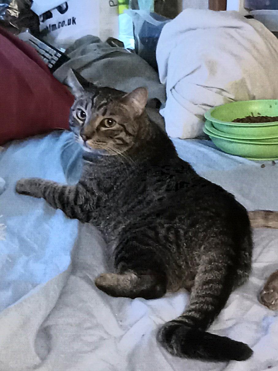 Enlarge Mario, a Adoptable Domestic Short Hair in Chandler, AZ image 1/3