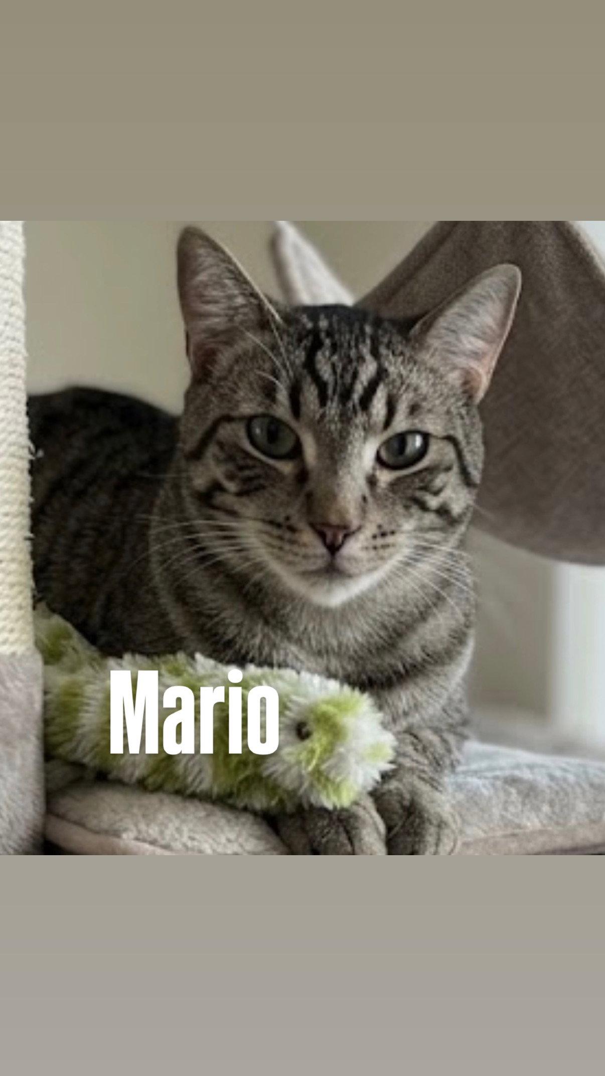Mario, Adoptable, Young Male Domestic Short Hair.