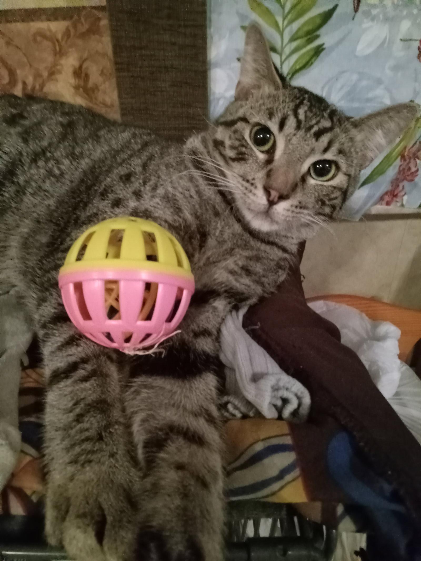 Enlarge Mario, a Adoptable Domestic Short Hair in Chandler, AZ image 2/2