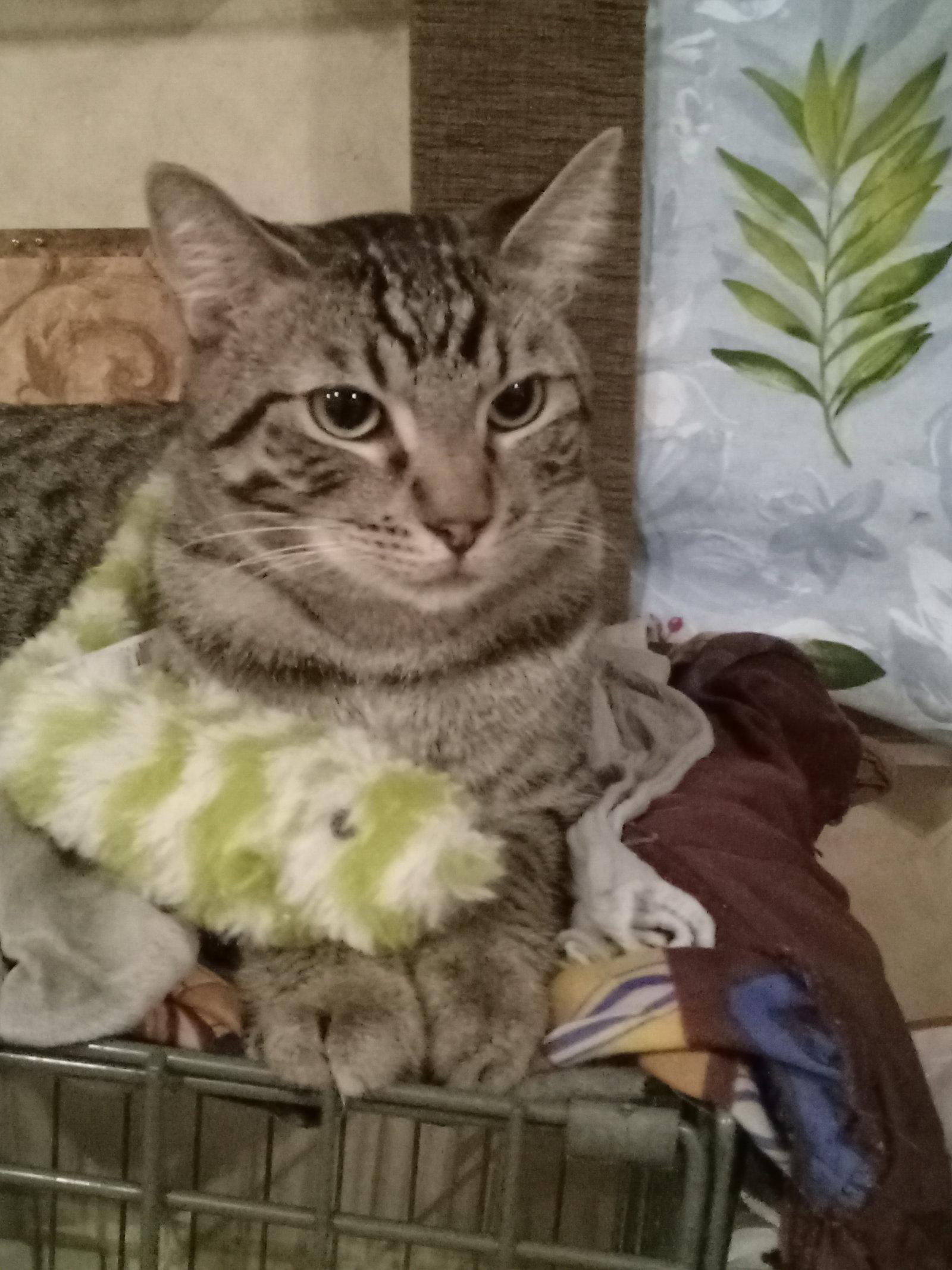 Enlarge Mario, a Adoptable Domestic Short Hair in Chandler, AZ image 3/3