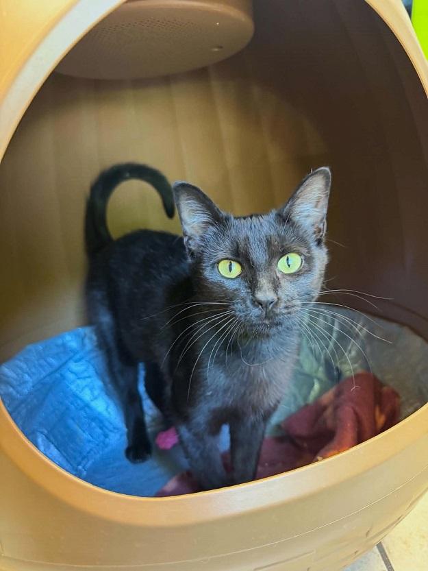MIDNIGHT OIL, ADOPTABLE, Young Female Domestic Short Hair.