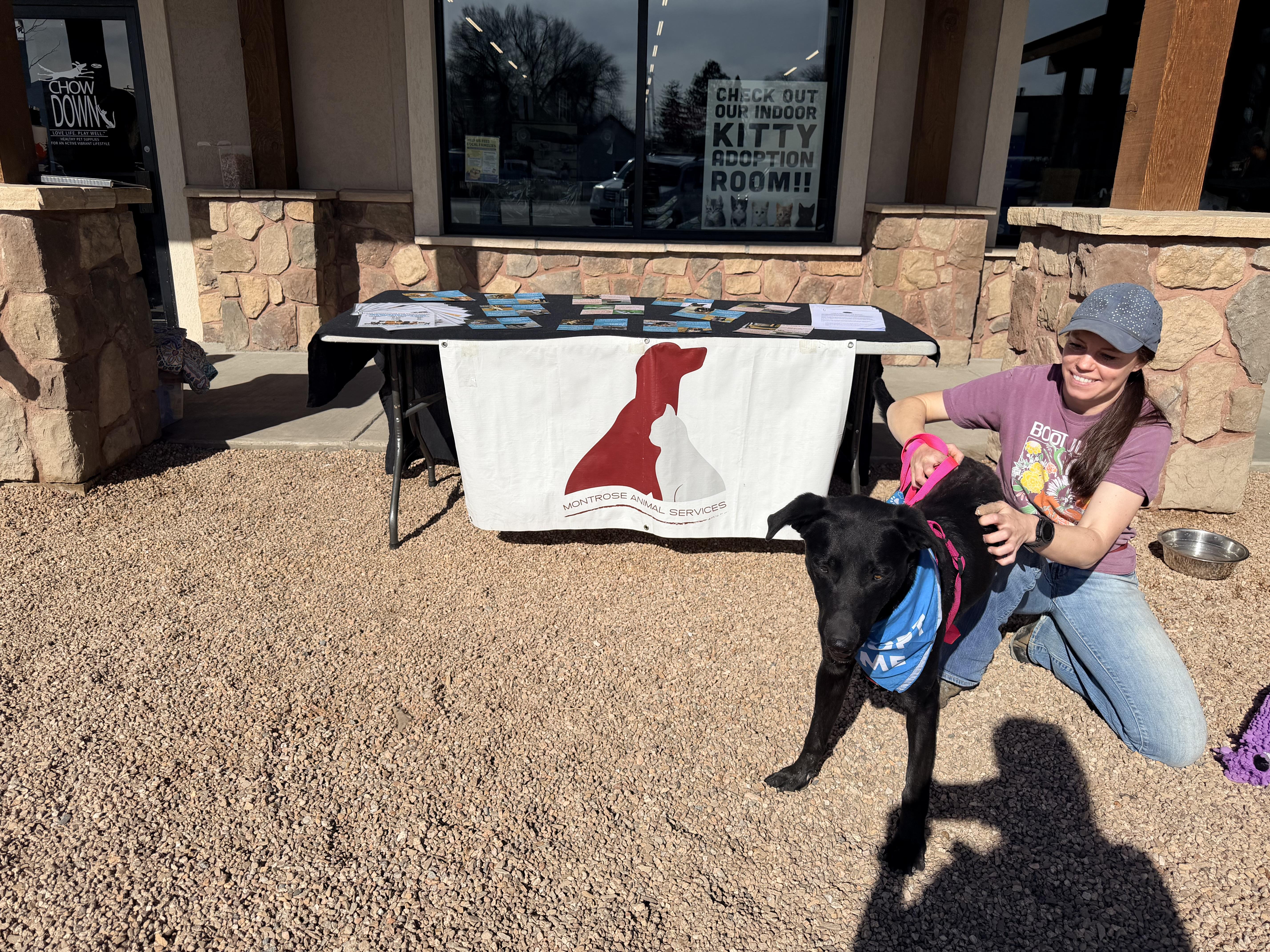 Jag, adopted, Adult Male Black Labrador Retriever & Shepherd.