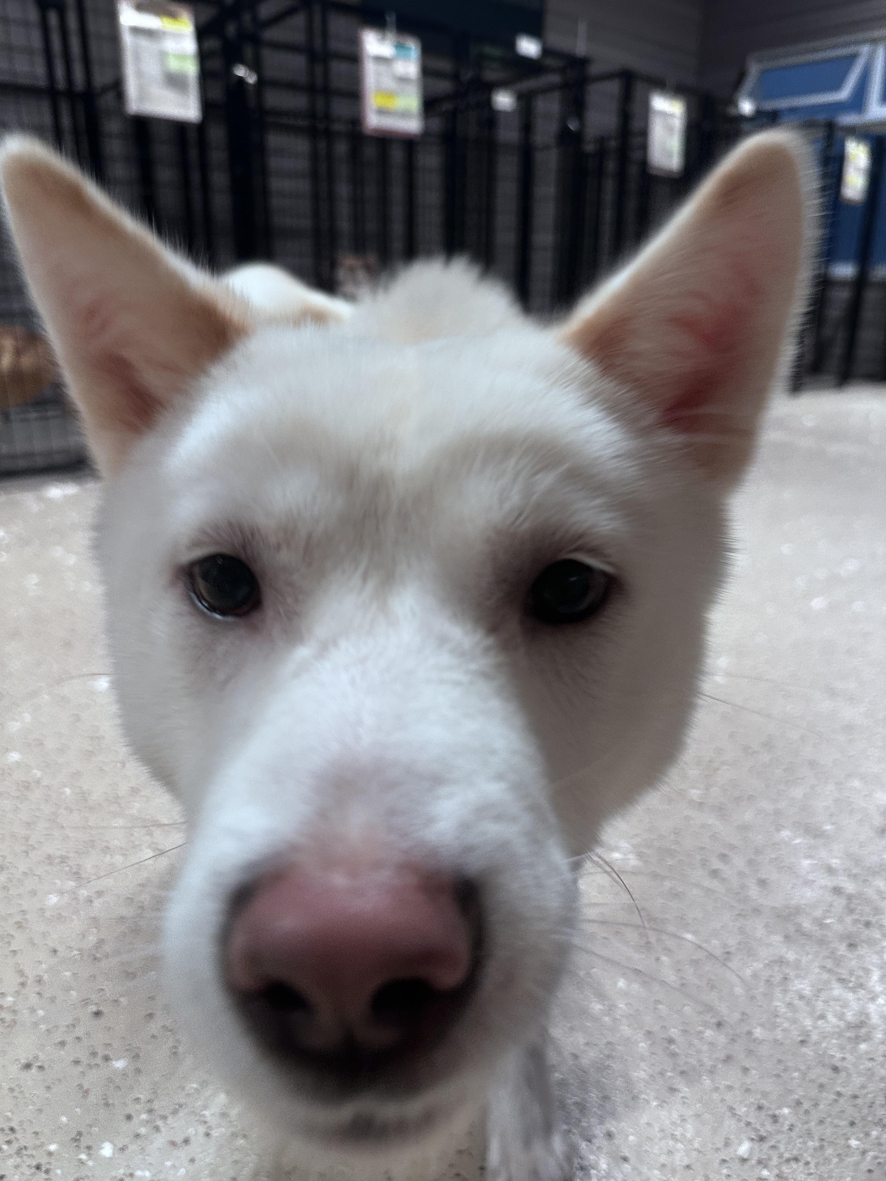 Marley, an adoptable Jindo in Montreal, QC, H4C 2E1 | Photo Image 4