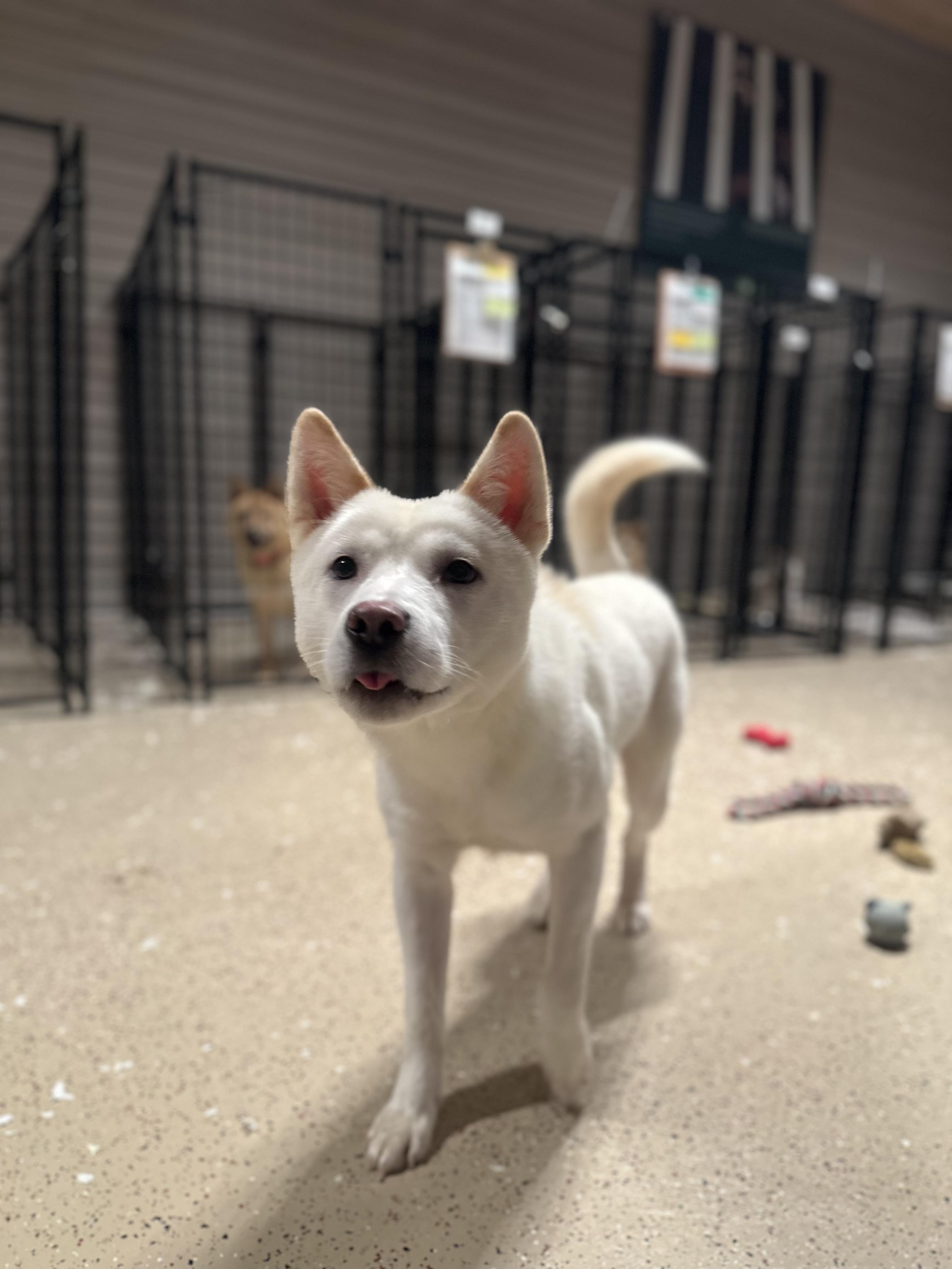 Marley, an adoptable Jindo in Montreal, QC, H4C 2E1 | Photo Image 2