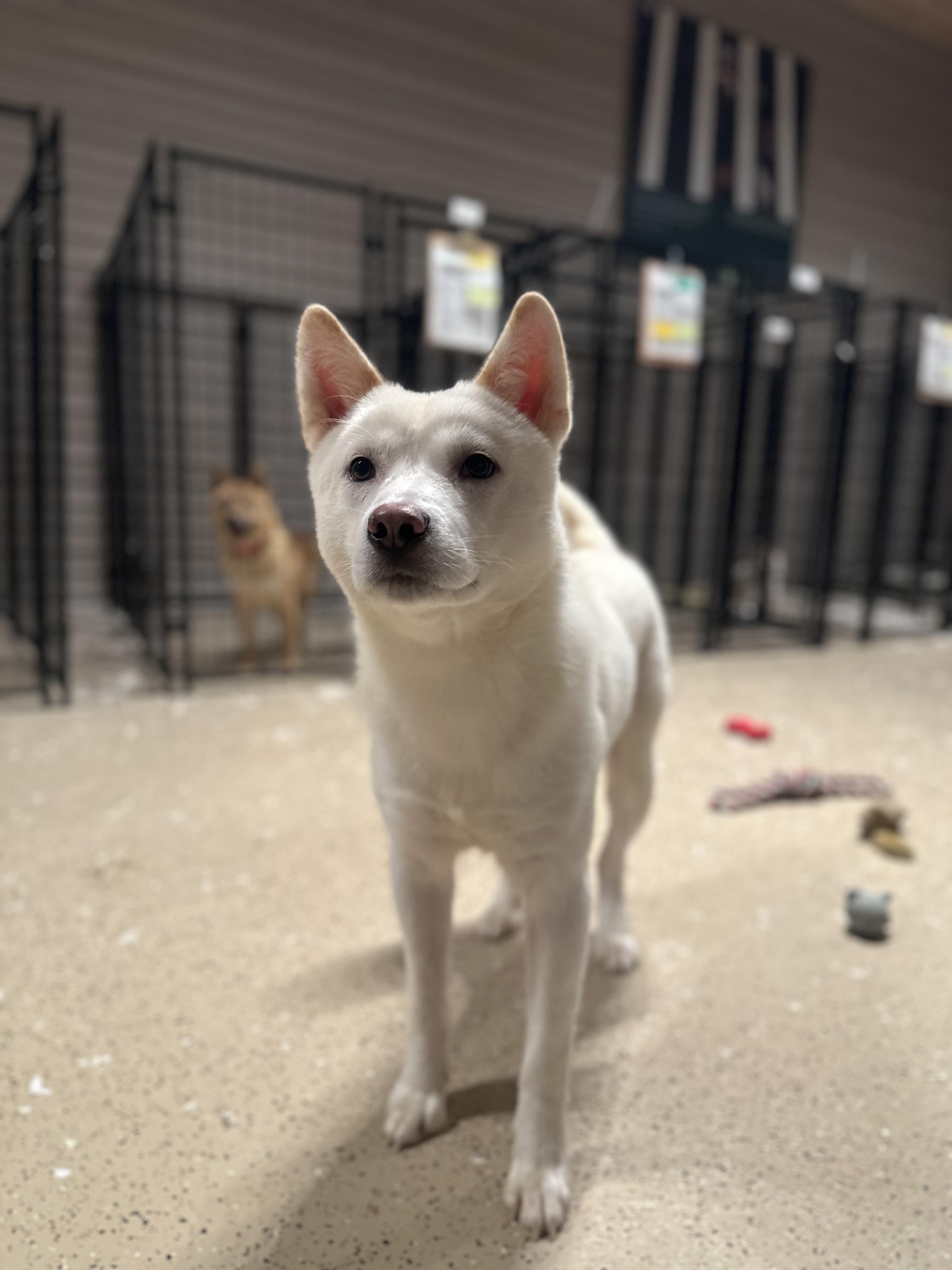 Marley, an adoptable Jindo in Montreal, QC, H4C 2E1 | Photo Image 1