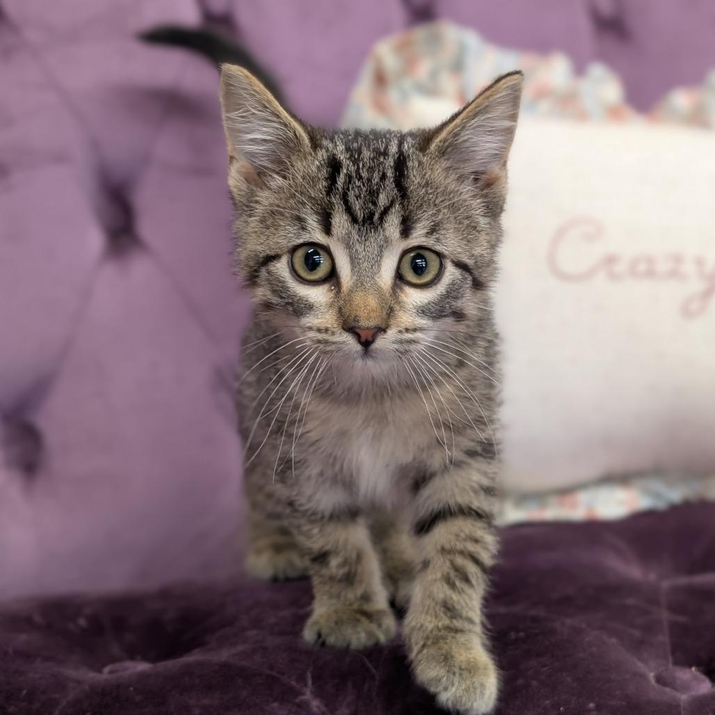 Enlarge Bug, a Adoptable Domestic Short Hair in Nowata, OK image 1/3
