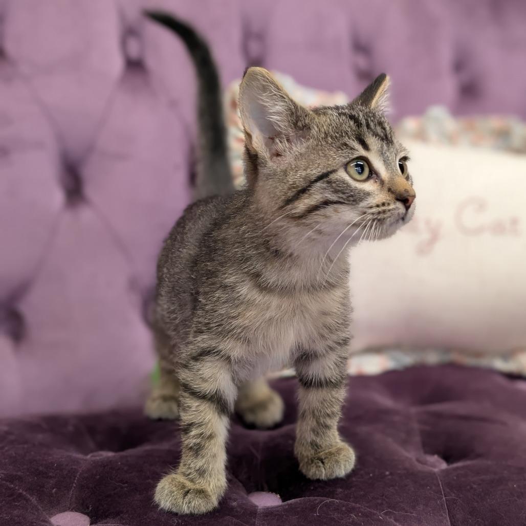 Enlarge Bug, a Adoptable Domestic Short Hair in Nowata, OK image 2/3