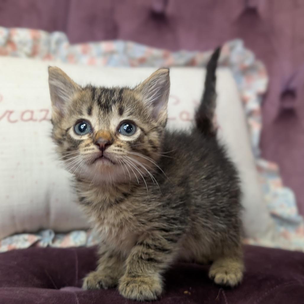 Enlarge Bug, a Adoptable Domestic Short Hair in Nowata, OK image 3/3