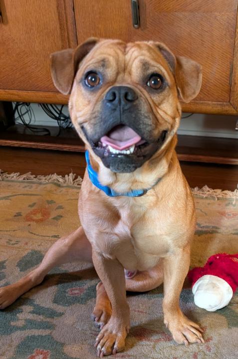 Enlarge Charlie, a ADOPTABLE mixed breed in TEMECULA, CA image 3/5