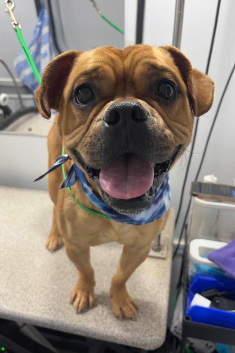 Enlarge Charlie, a ADOPTABLE mixed breed in TEMECULA, CA image 2/5