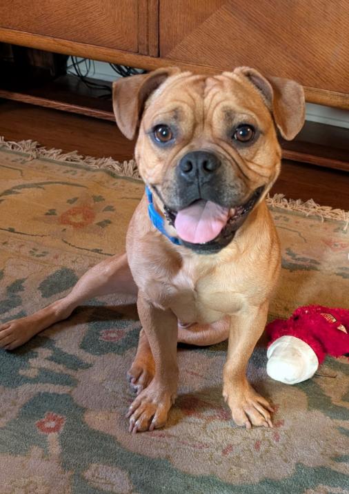 Enlarge Charlie, a ADOPTABLE mixed breed in TEMECULA, CA image 1/5