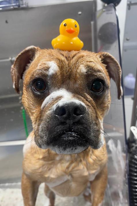 Enlarge Charlie, a ADOPTABLE mixed breed in TEMECULA, CA image 5/5