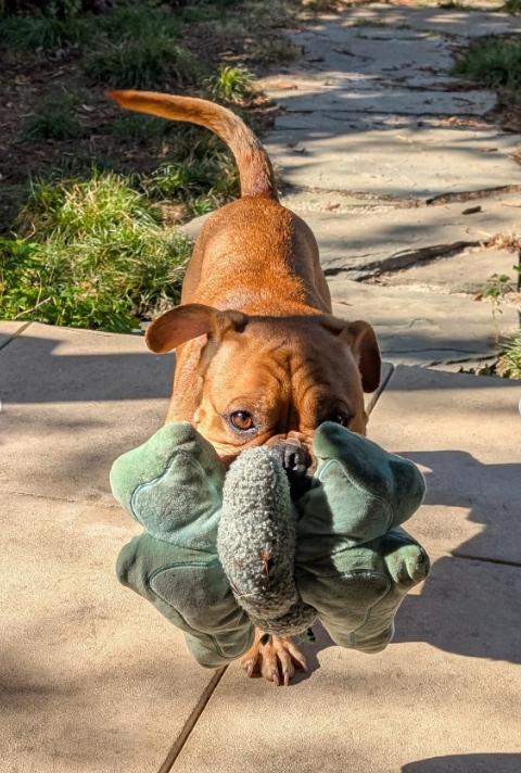 Enlarge Charlie, a ADOPTABLE mixed breed in TEMECULA, CA image 4/5