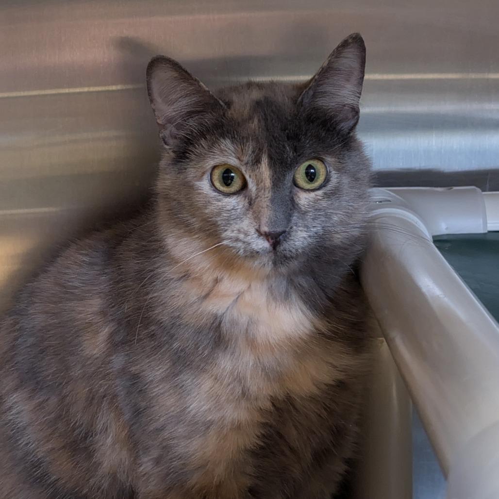 June (Peppercorn), Adoptable, Adult Female Domestic Medium Hair.