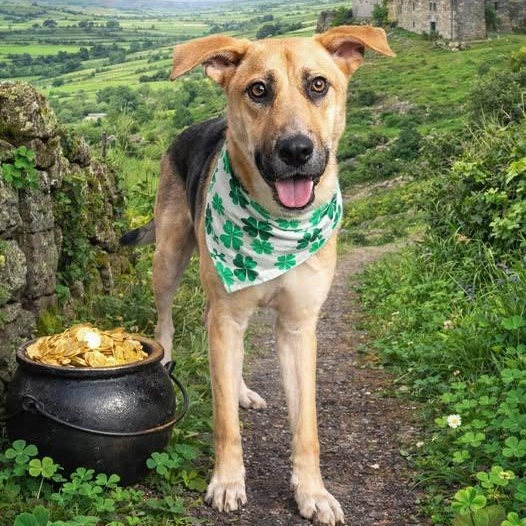 DUKE NEEDS FOSTER OR ADOPTER , Adoptable, Young Male German Shepherd Dog.