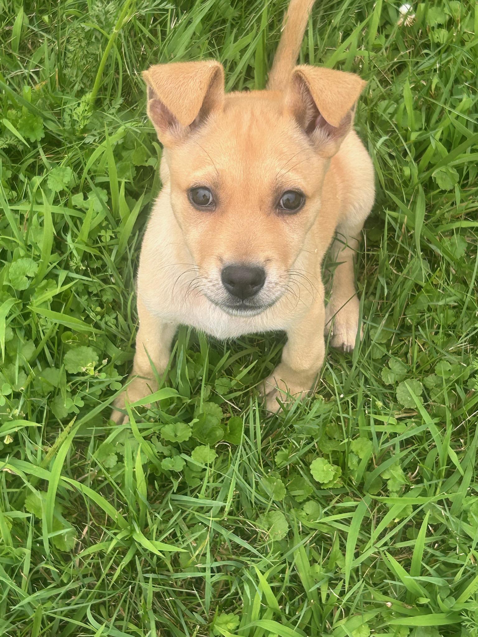 Dolly, a Adoptable mixed breed in Carey, OH image 3/6