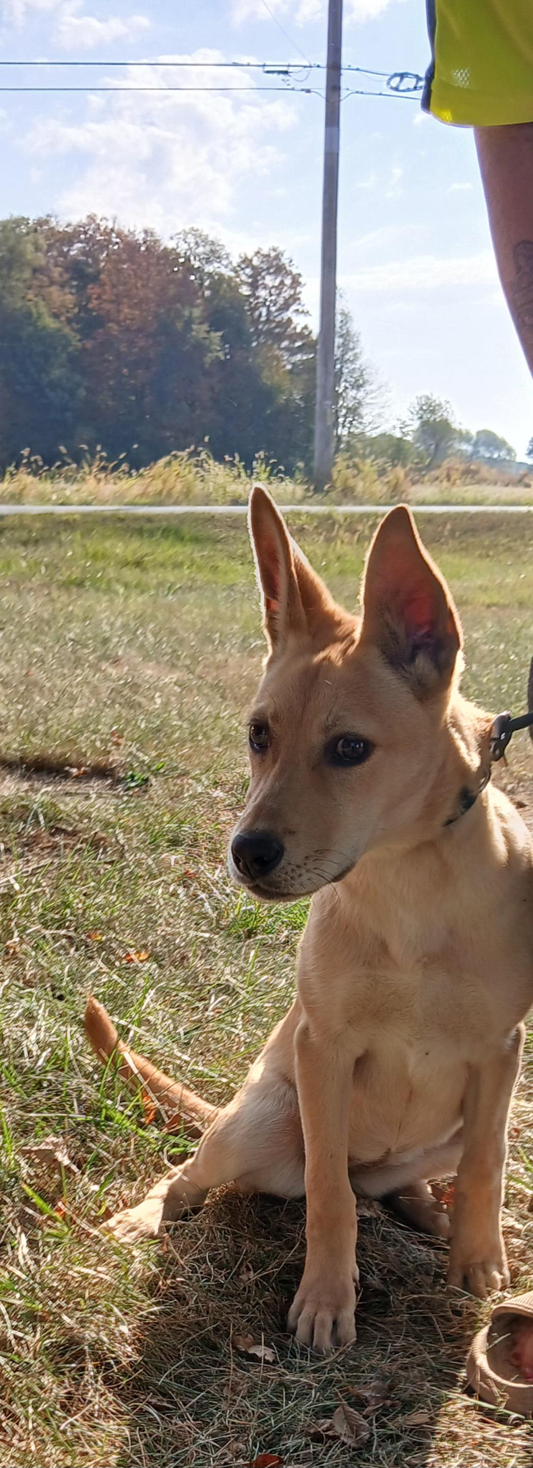 Dolly, a Adoptable mixed breed in Carey, OH image 5/6