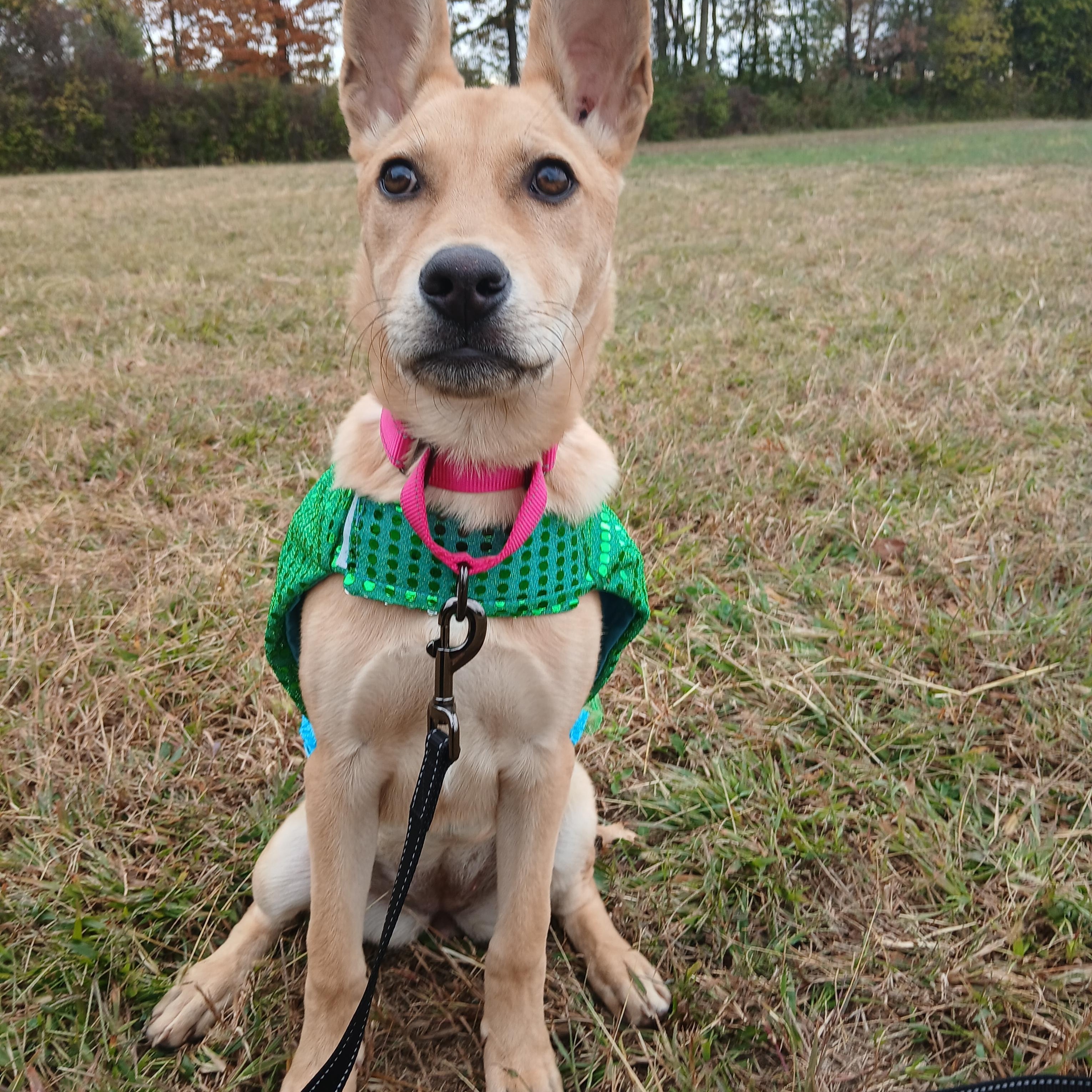 Dolly, a Adoptable mixed breed in Carey, OH image 1/6
