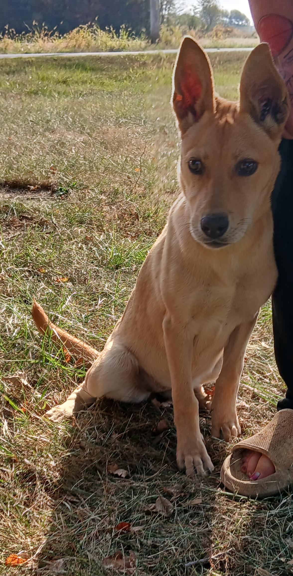 Dolly, a Adoptable mixed breed in Carey, OH image 2/6