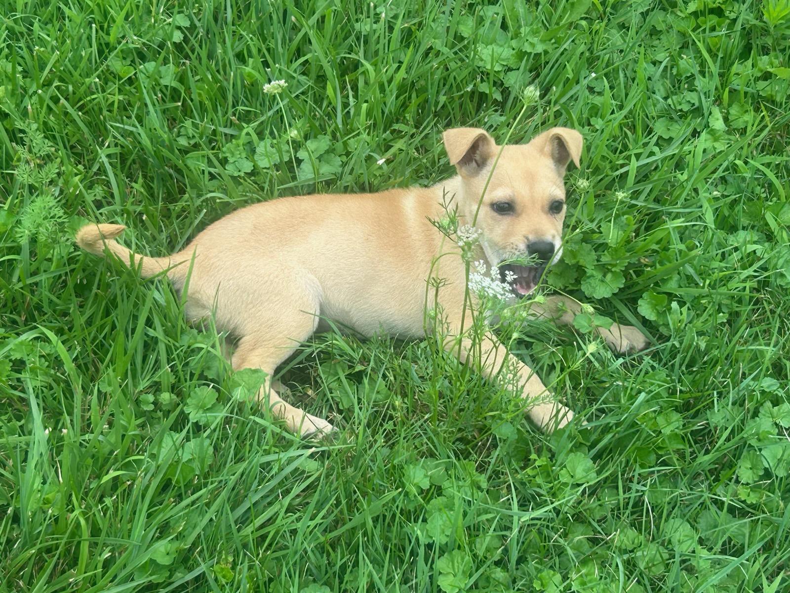 Dolly, a Adoptable mixed breed in Carey, OH image 4/6