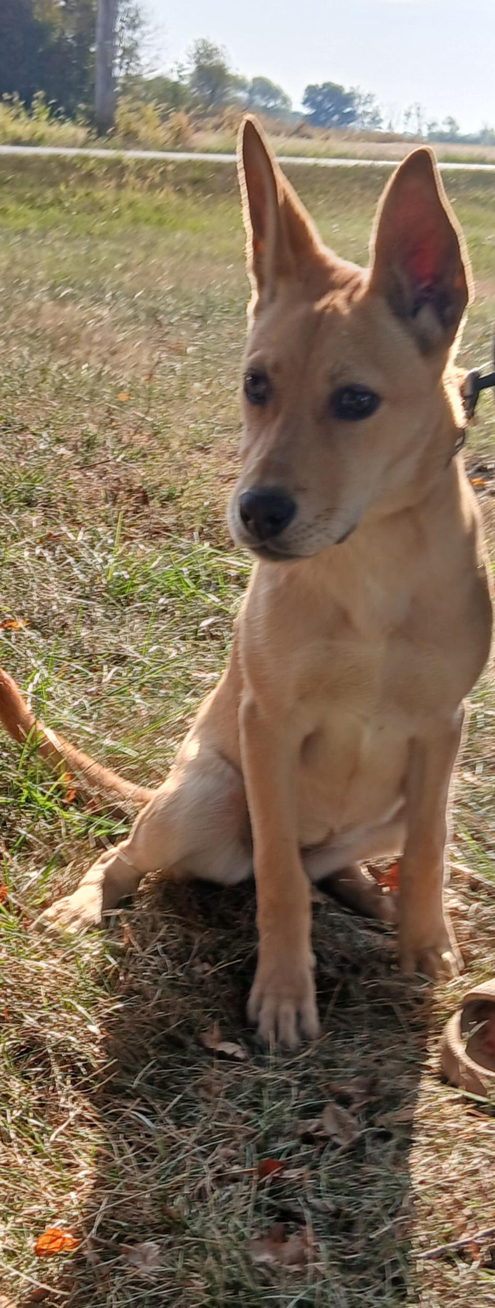 Dolly, a Adoptable mixed breed in Carey, OH image 6/6