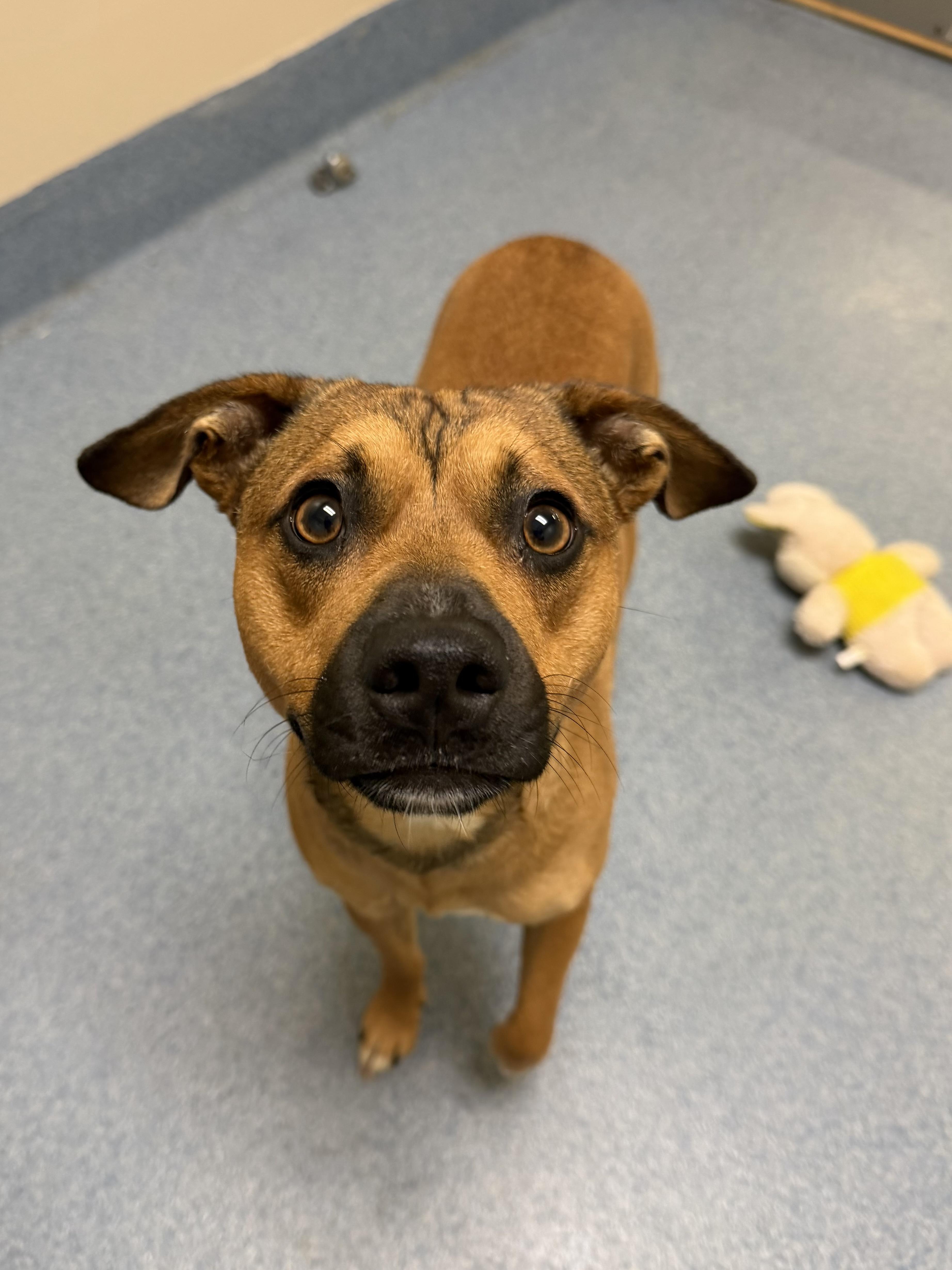 Rex, ADOPTABLE, Young Male Terrier.