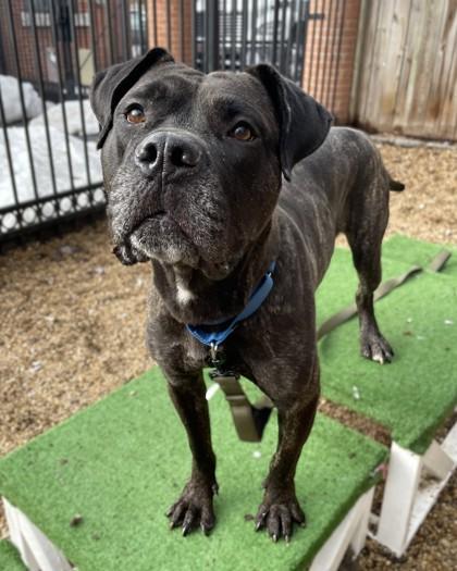 Onyx, Adoptable, Adult Male Mastiff & Mixed Breed.