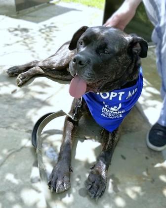 Enlarge Onyx, a Adoptable mixed breed in Washington, DC image 2/3