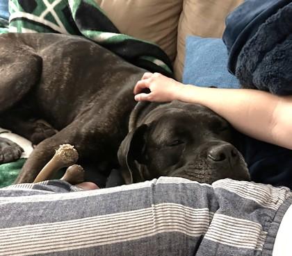 Enlarge Onyx, a Adoptable mixed breed in Washington, DC image 3/3