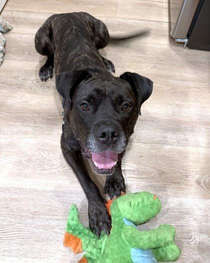 Onyx, Adoptable, Adult Male Mastiff & Mixed Breed.