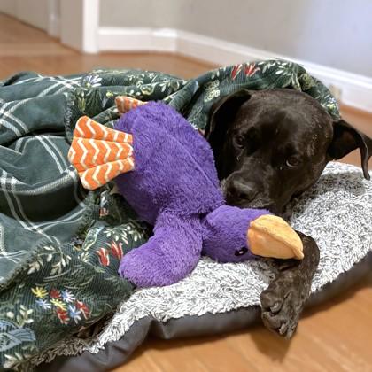 Enlarge Onyx, a Adoptable mixed breed in Washington, DC image 2/3