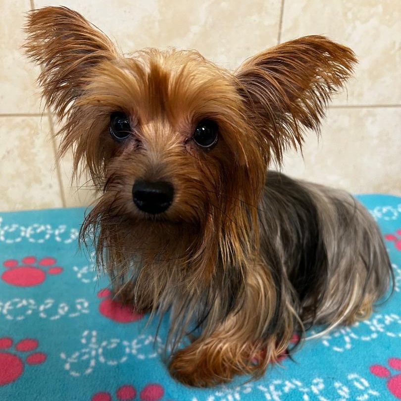 Enlarge Lucy, a Adopted Yorkshire Terrier in Bartonsville, PA image 3/3