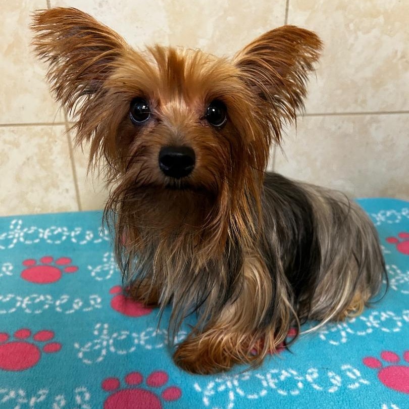 Lucy, Adopted, Young Female Yorkshire Terrier.