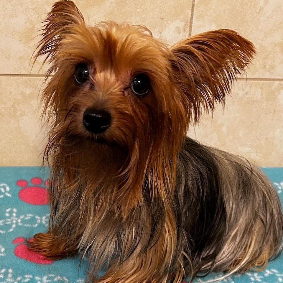 Enlarge Lucy, a Adopted Yorkshire Terrier in Bartonsville, PA image 2/3