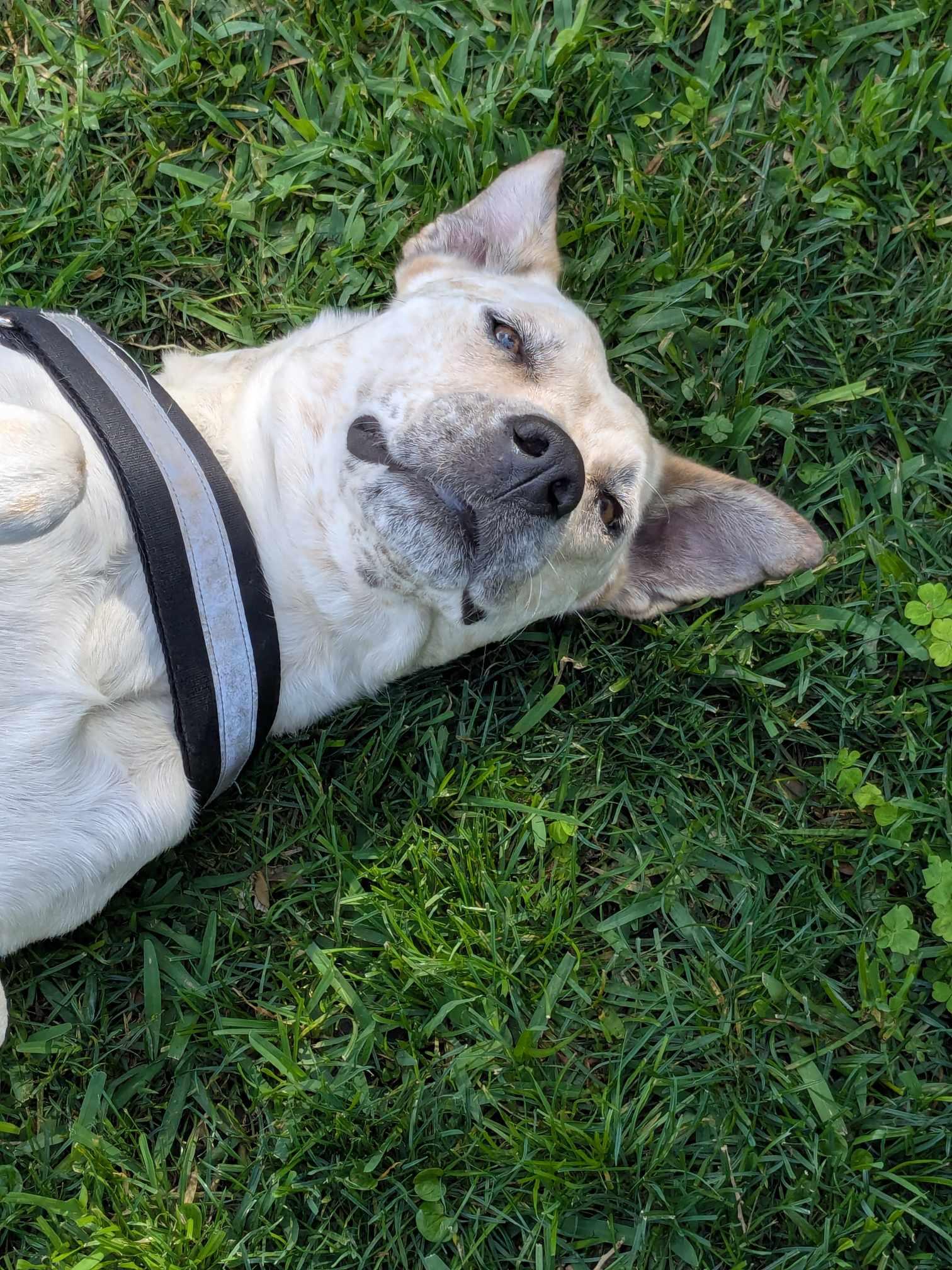 Saki, a Adoptable mixed breed in Hunting Valley, OH image 1/6