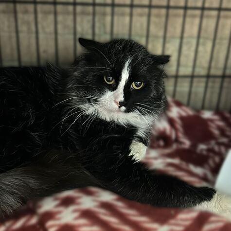 Enlarge Enchanted To Meet You, a Adoptable Domestic Short Hair in Davenport, IA image 1/6