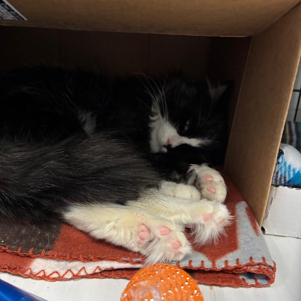 Enlarge Enchanted To Meet You, a Adoptable Domestic Short Hair in Davenport, IA image 2/6