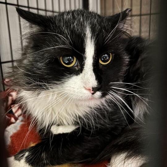 Enlarge Enchanted To Meet You, a Adoptable Domestic Short Hair in Davenport, IA image 3/6