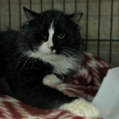 Enlarge Enchanted To Meet You, a Adoptable Domestic Short Hair in Davenport, IA image 6/6