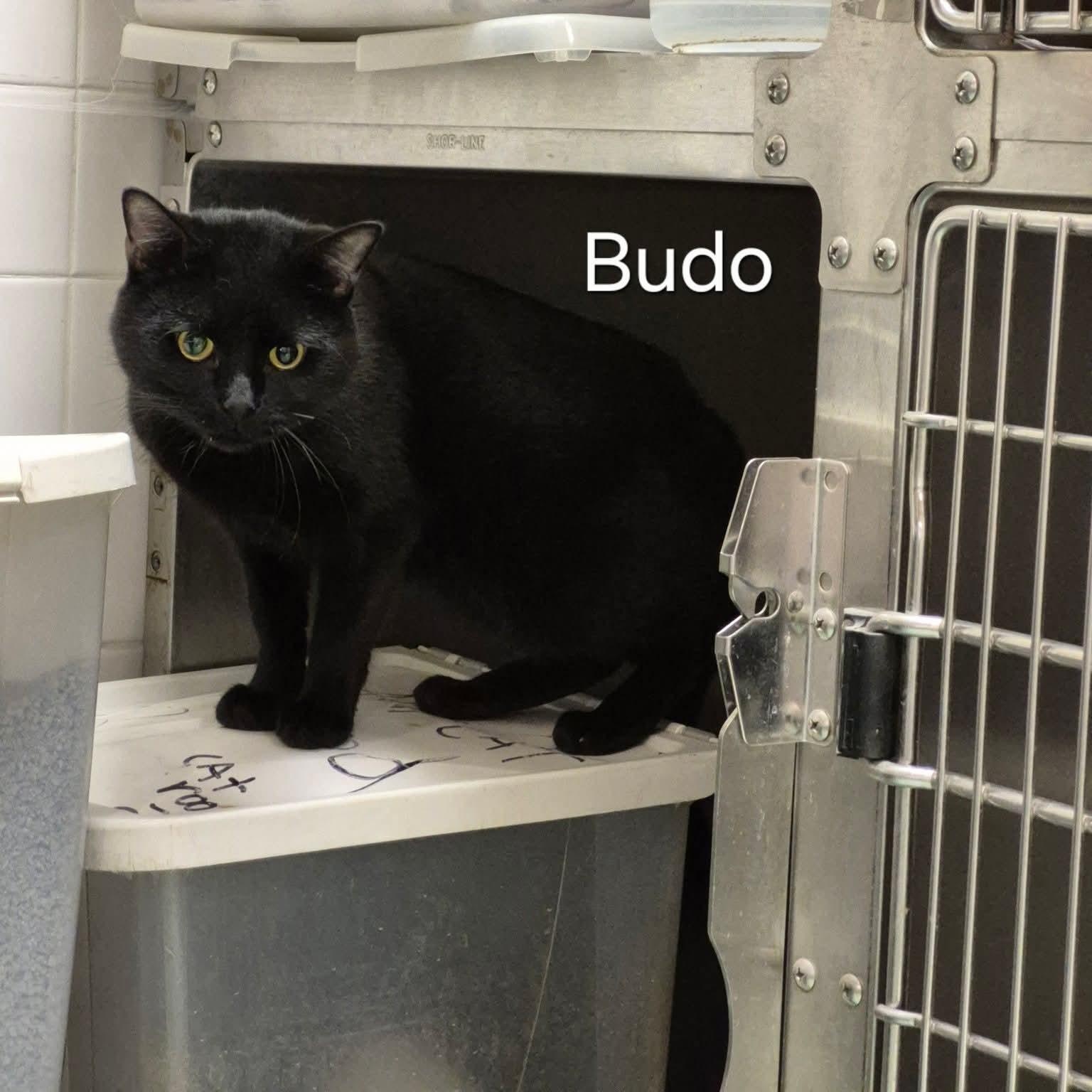 Budo, ADOPTABLE, Young Male Domestic Short Hair.