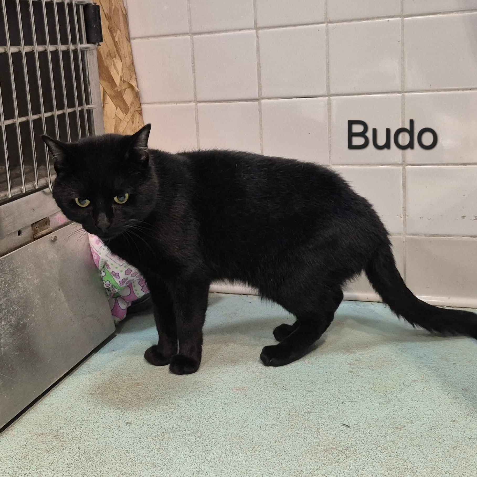 Enlarge Budo, a ADOPTABLE Domestic Short Hair in Buffalo, NY image 2/3