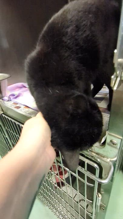 Enlarge Budo, a ADOPTABLE Domestic Short Hair in Buffalo, NY video 3/3
