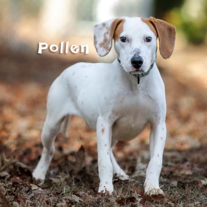 Enlarge Pollen, a Adoptable mixed breed in Savannah, GA image 1/1