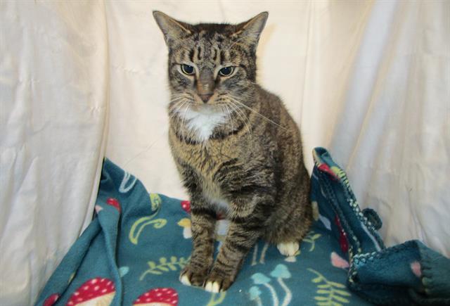DION, Adoptable, Adult Male Domestic Short Hair.