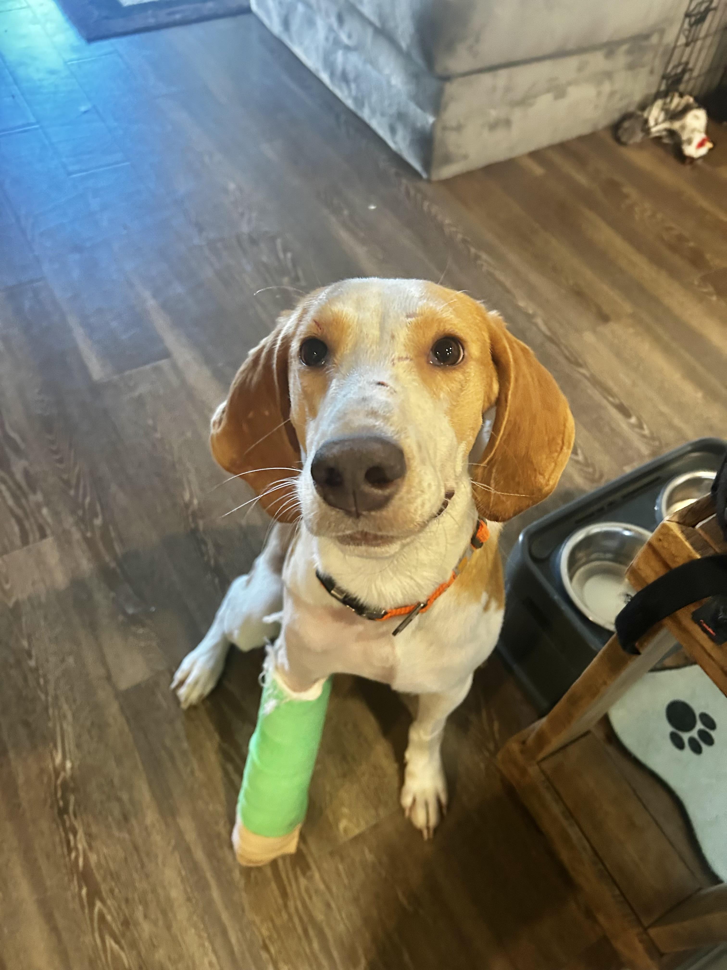 Oliver (hound puppy) read bio- *video* so sweet!, Adoptable, Young Male Bloodhound.