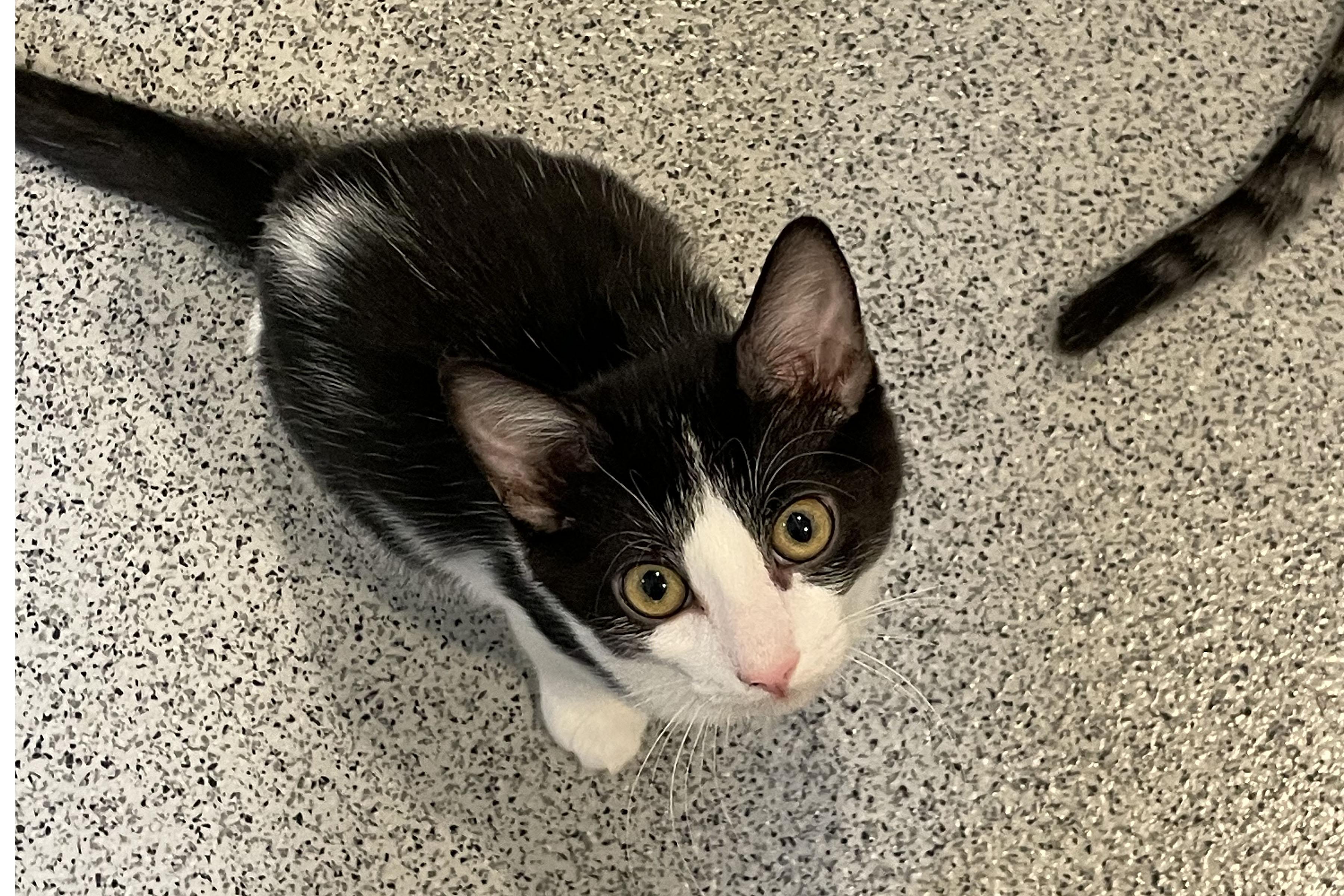 Lily, Adopted, Kitten Female Domestic Short Hair.